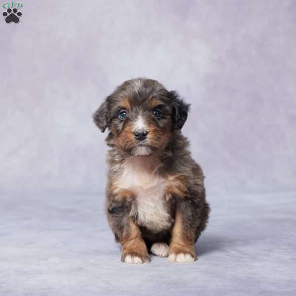 Amie, Mini Bernedoodle Puppy